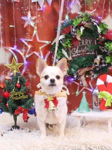 20231221モナちゃん